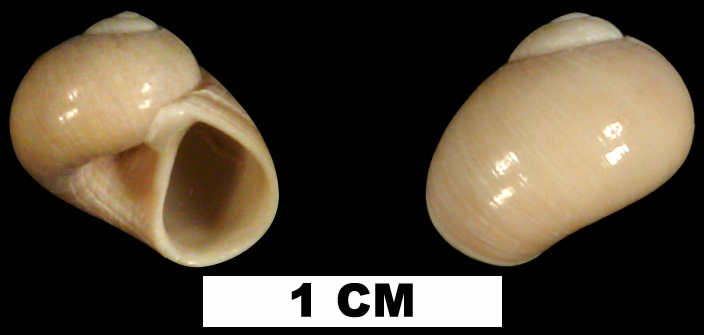 <i>Sigatica bathyora</i> from the Late Pliocene Tamiami Fm. (Pinecrest Beds) of Collier County, Florida (UF 71416).