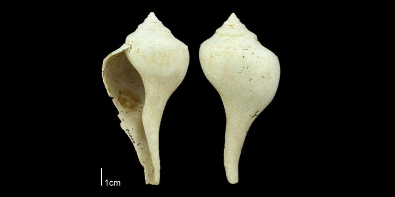 <i>Sinistrofulgur yeehaw</i> from the Plio-Pleistocene Nashua Fm. of Putnam County, Florida (PRI 70662).