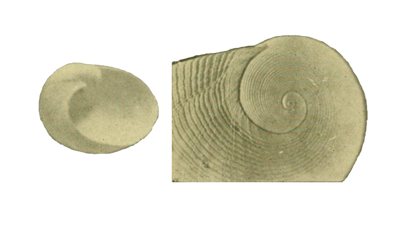 Specimen of <i>Sinum polandi</i> figured by Smith (1936, pl. 9, fig. 10 and 10a); 25 mm.