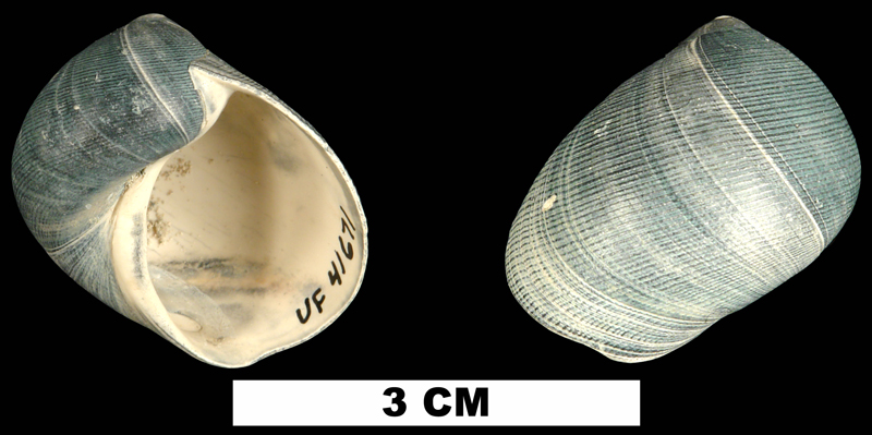 <i>Sinum chipolanum</i> from the Early Miocene Chipola Fm. of Calhoun County, Florida (UF 41671).