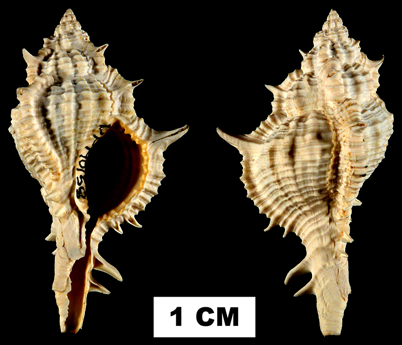 <i>Siratus juliagardnerae</i> from the Early Miocene Chipola Fm. of Calhoun County, Florida (UF 140158).