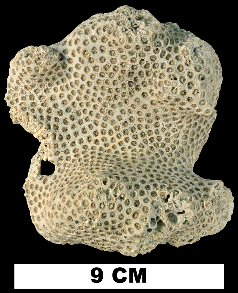 <i>Solenastrea hyades</i> from the Early Pleistocene Caloosahatchee Fm. of Charlotte County, Florida (UF 12239).