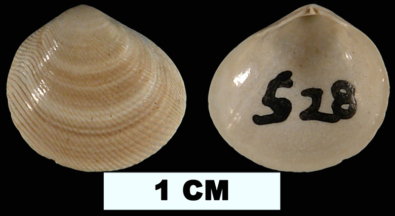 <i>Strigilla mirabilis</i> from the Late Pliocene Tamiami Fm. (Pinecrest Beds) of Glades County, Florida (UF177198).