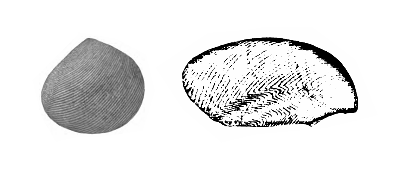 Specimen of <i>Strigilla paraflexuosa</i> figured by Gardner (1928, pl. 30, fig. 14 and 15); 7.8 mm and 6.3 mm in length, respectively.