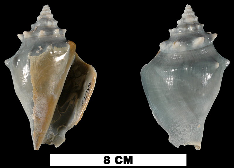 <i>Strombus pugilis</i> from the Middle Pleistocene Bermont Fm. of Miami-Dade County, Florida (UF 227650).