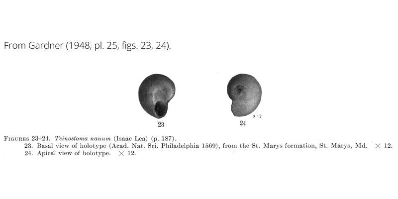 <i>Teinostoma nanum</i> from Gardner (1948), pl. 25, figs. 23, 24. Holotype, ANSP 1569. St. Marys Formation, St. Marys, Maryland.