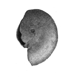 Teinostoma umbilicatum