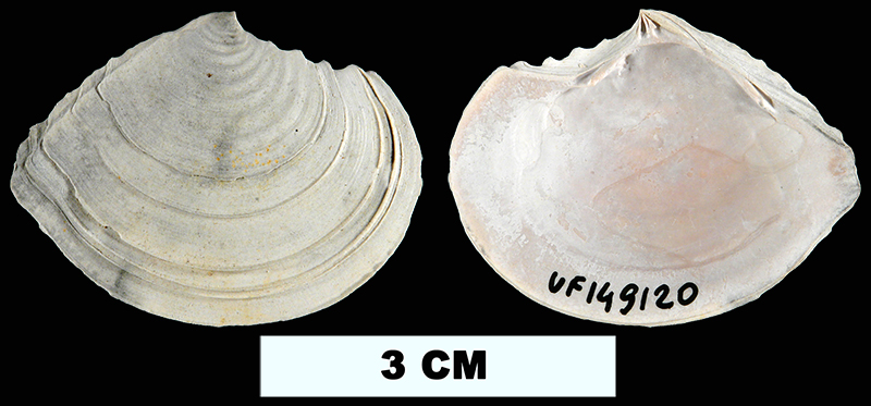 <i>Tellidora cristata</i> from the Plio-Pleistocene (formation unknown) of Sarasota County, Florida (UF 149120).