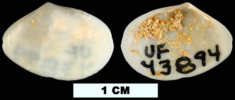 <i>Tellina cloneta</i> from the Early Miocene Chipola Fm. of Calhoun County, Florida (UF 43894).