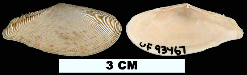 <i>Tellinella strophia</i> from the Early Miocene Chipola Fm. of Calhoun County, Florida (UF 93467).