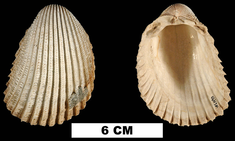 <i>Trachycardium aclinensis</i> from the Late Pliocene Tamiami Fm. (Pinecrest Beds) of Highlands County, Florida (UF 61490).