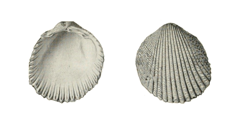 Specimen of <i>Trachycardium evergladeensis</i> figured by Mansfield (1931, pl. 4, fig. 1 and 3).