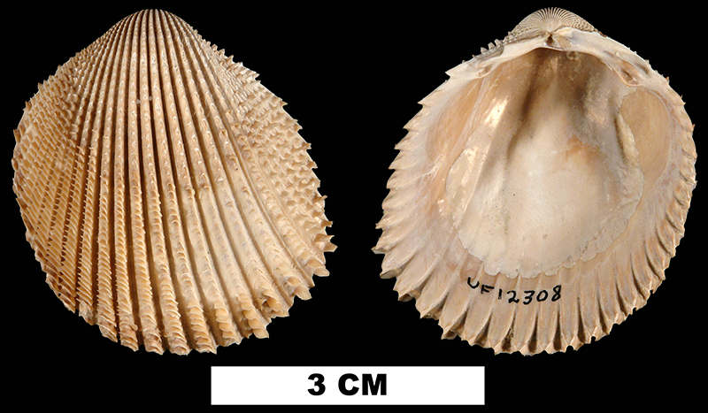 <i>Trachycardium evergladeensis</i> from the Late Pliocene Tamiami Fm. of Miami-Dade County, Florida (UF 12308).