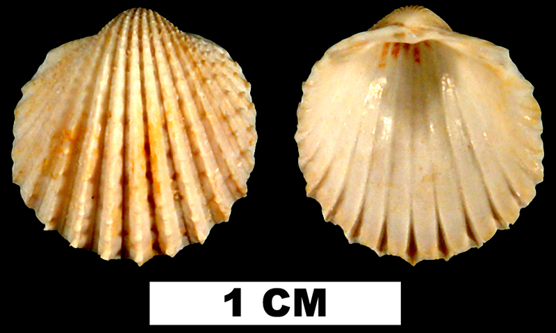 <i>Trachycardium parile</i> from the Early Miocene Chipola Fm. of Calhoun County, Florida (UF 44065).