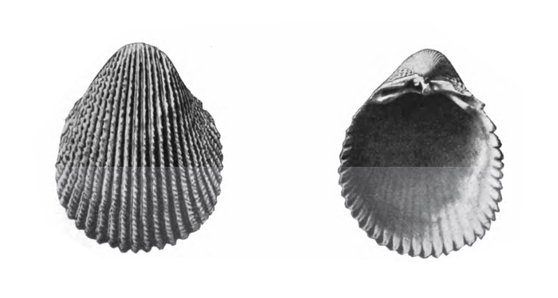 Specimen of <i>Trachycardium plectopleura</i> figured by Gardner (1926, pl. 22, fig. 10 and 11); 47.2 mm and 45.6 mm in length, respectively.