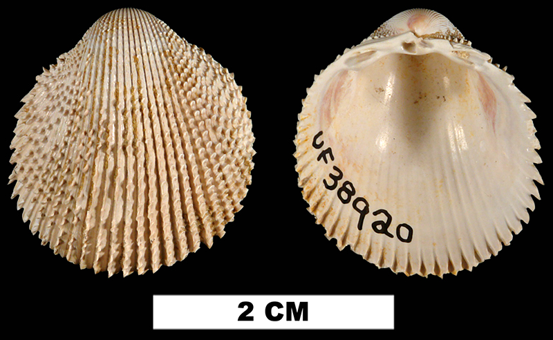 <i>Trachycardium virile</i> from the Early Miocene Chipola Fm. of Calhoun County, Florida (UF 38920).