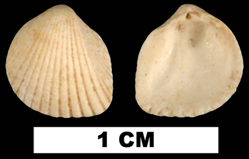 <i>Trigoniocardia decidua</i> from the Early Miocene Chipola Fm. of Calhoun County, Florida (UF 113956).