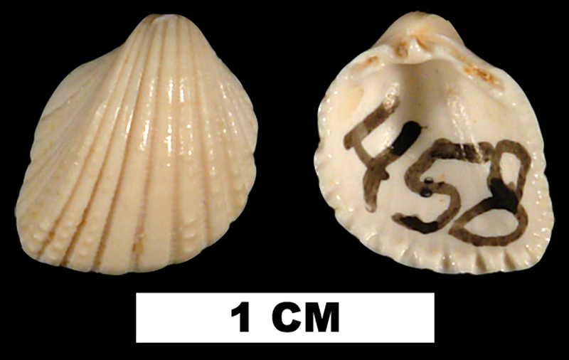 <i>Trigoniocardia simrothi</i> from the Early Miocene Chipola Fm. of Calhoun County, Florida (UF 104840).