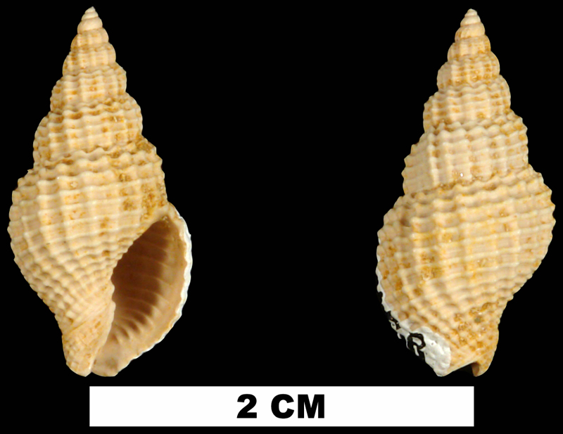 <i>Antillophos dictyola</i> from the Early Miocene Chipola Fm. of Calhoun County, Florida (UF 91458).