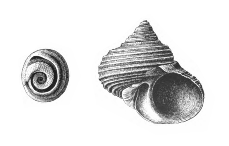 Specimen of <i>Turbo rhectogrammicus</i> figured by Dall (1892, pl. 18, fig. 8a and 11); 46 mm in length.