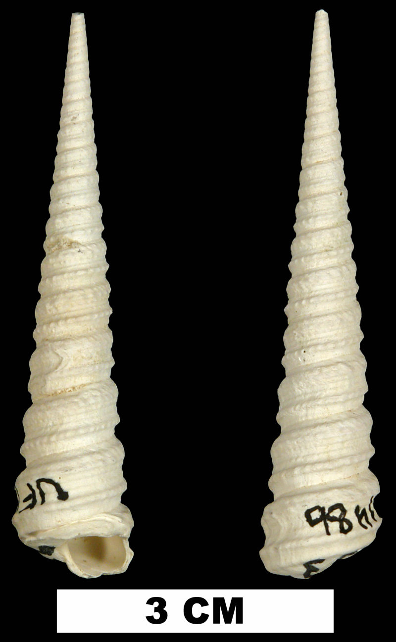 <i>Turritella acropora</i> from the Late Pliocene Tamiami Fm. (Pinecrest Beds) of Collier County, Florida (UF 181486).