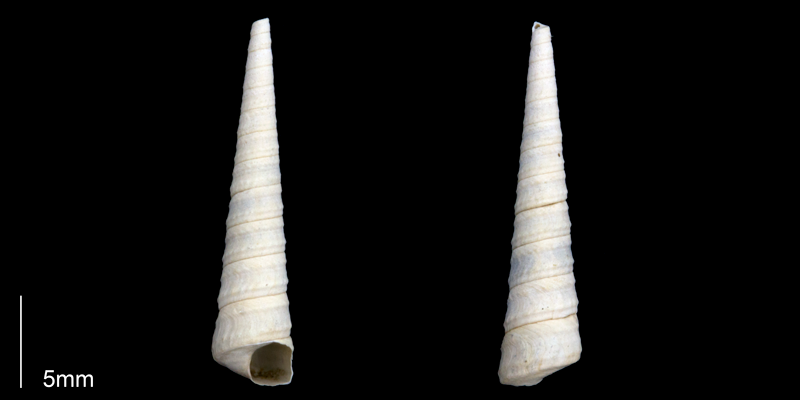 <i>Turritella alumensis</i> from the late Pliocene Tamiami Fm. (Pinecrest Beds) of Sarasota County, Florida (PRI 70273).