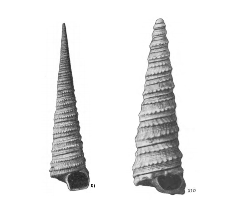 Specimen of <i>Turritella cookei</i> figured by Mansfield (1930, pl. 16, fig. 1 and 10); 85 mm and unknown mm, respectively.