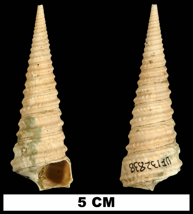 <i>Turritella cookei</i> from the Late Pliocene Jackson Bluff Fm. of Leon County, Florida (UF 132838).