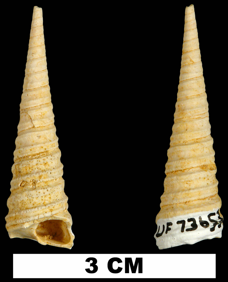 <i>Turritella dalli</i> from the Early Miocene Chipola Fm. of Calhoun County, Florida (UF 73653).