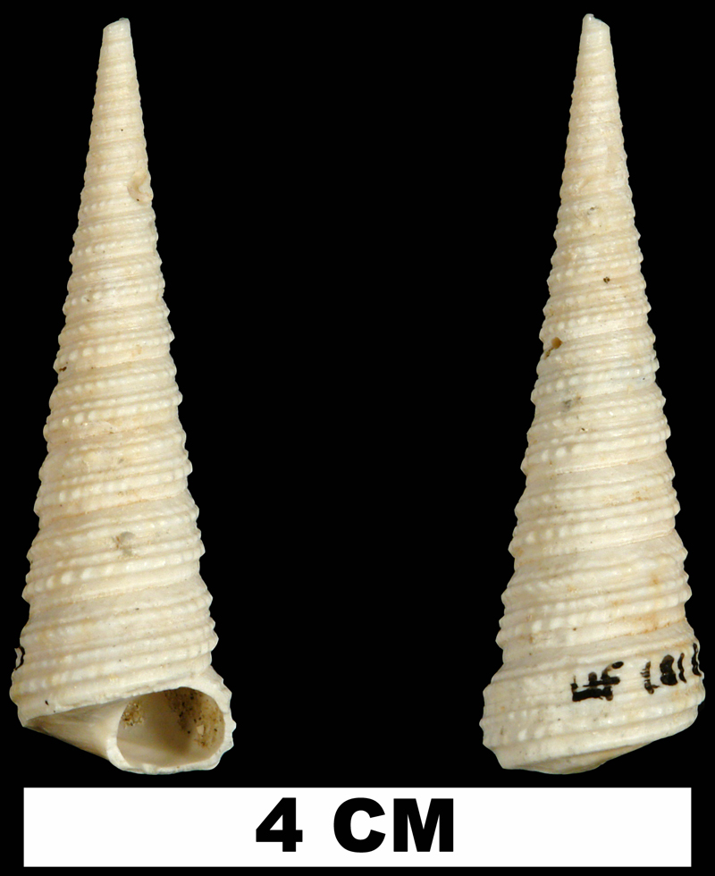 <i>Turritella gladeensis</i> from the Late Pliocene Tamiami Fm. (Pinecrest Beds) of Miami-Dade County, Florida (UF 181869).