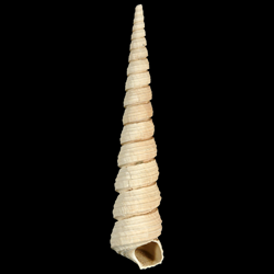 Turritella magnasulcus