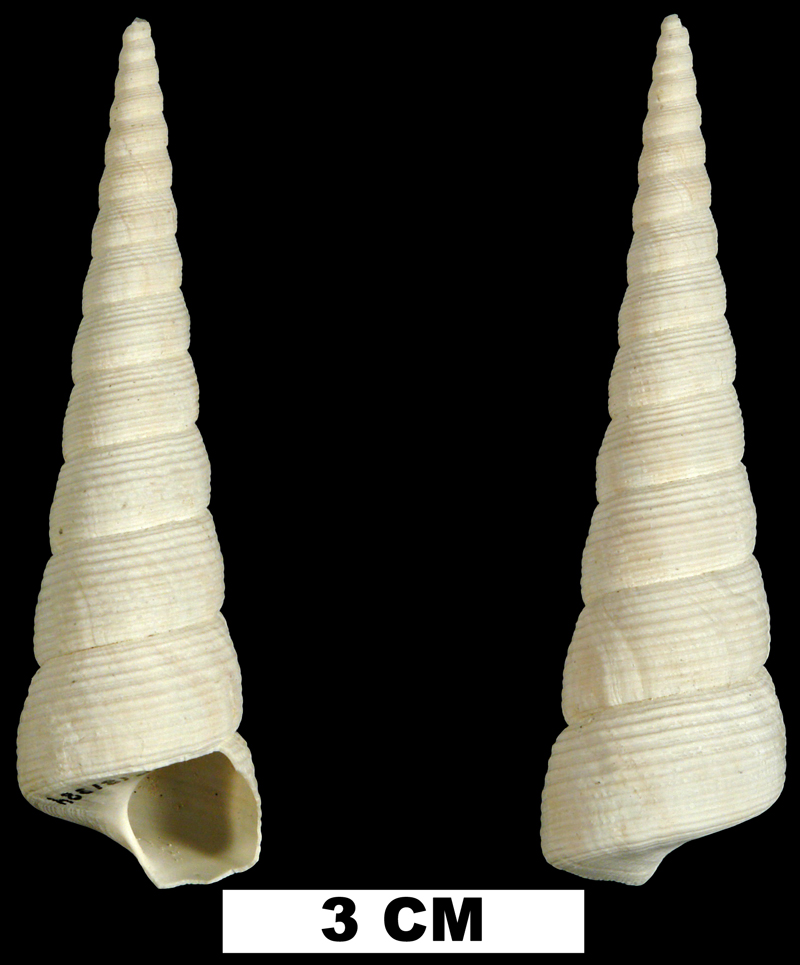 <i>Turritella gladeensis</i> from the Late Pliocene Tamiami Fm. (Pinecrest Beds) of Miami-Dade County, Florida (UF 181384).
