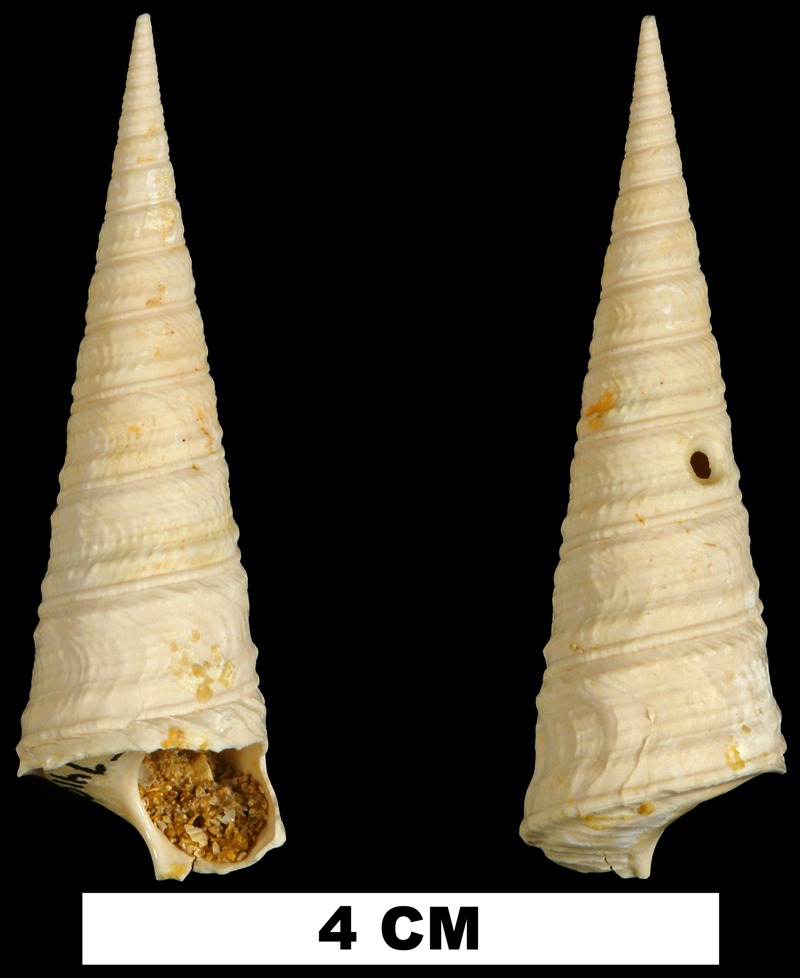 <i>Turritella mixta</i> the Early Miocene Chipola Fm. of Calhoun County, Florida (UF 74102).