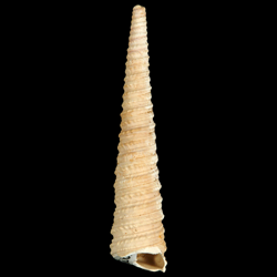 Turritella waltonensis