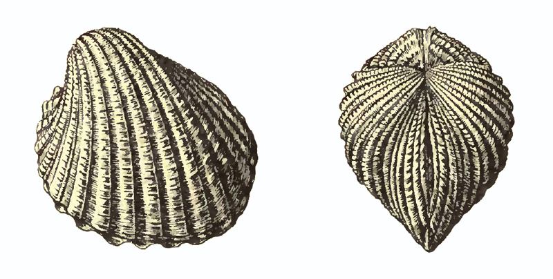 Specimen of <i>Venericardia hadra</i> figured by Dall (1903, pl. 53, fig. 11 and 13); 40.0 mm in length.