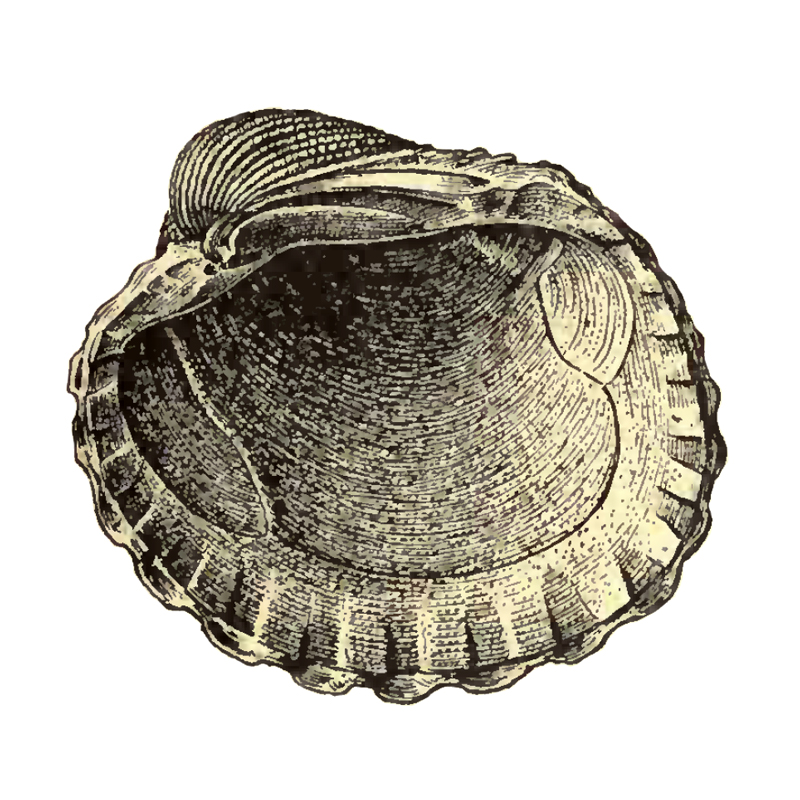 Specimen of <i>Venericarida himerta</i> figured by Dall (1903, pl. 53, fig. 12); 55.0 mm in length.