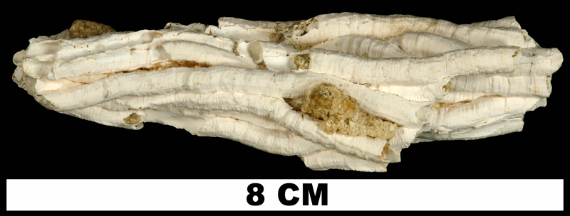 <i>Vermetus virginicus</i> from the Late Pliocene Tamiami Fm. (Pinecrest Beds) of Miami-Dade County, Florida (UF 214033).