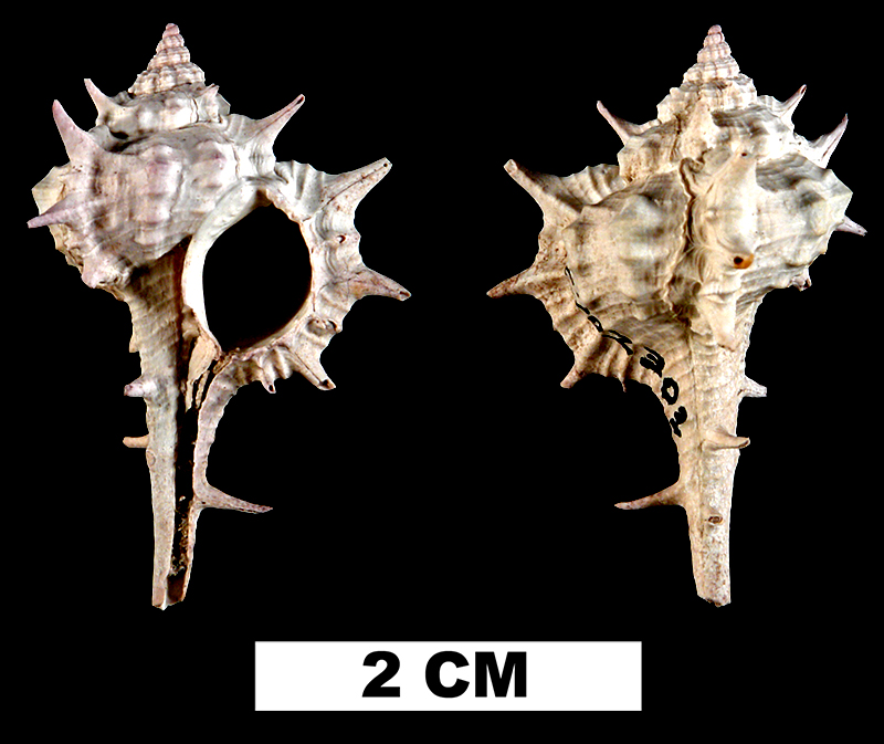 <i>Vokesimurex anniae</i> from either the Early Pleistocene Caloosahatchee Fm. or Middle Pleistocene Bermont Fm. of Glades County, Florida (UF 202303).