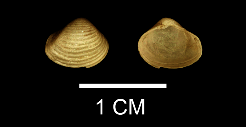 <i>Vokesula chowanensis</i> from the Late Pliocene Yorktown Fm. of Isle of Wight County, Virginia (SDSM 136182).