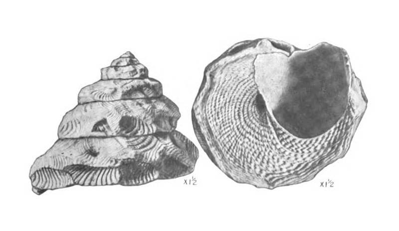 Specimen of <i>Xenophora floridana</i> figured by Mansfield (1930, pl. 18, fig. 5 and 6); 30 mm.