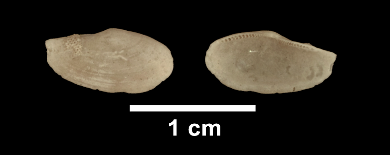 <i>Yoldia laevis</i> from the Late Pliocene Yorktown Fm. of Suffolk County, Virginia (SDSM 136153).