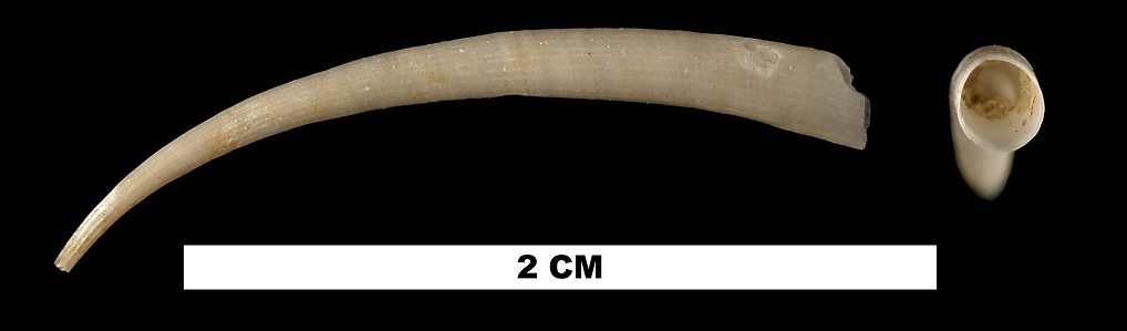 <i> Dentalium chipolanum </i> from the lower Miocene Chipola Fm. of Calhoun County, Florida (UF 48842).